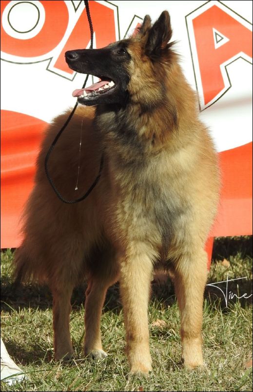 Matyldas Damasco MB2 cachorros hembras.