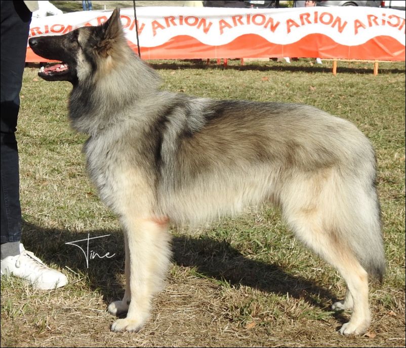 Woody De La Magia D�Assabica EXC 1 CCJ  y MJT.