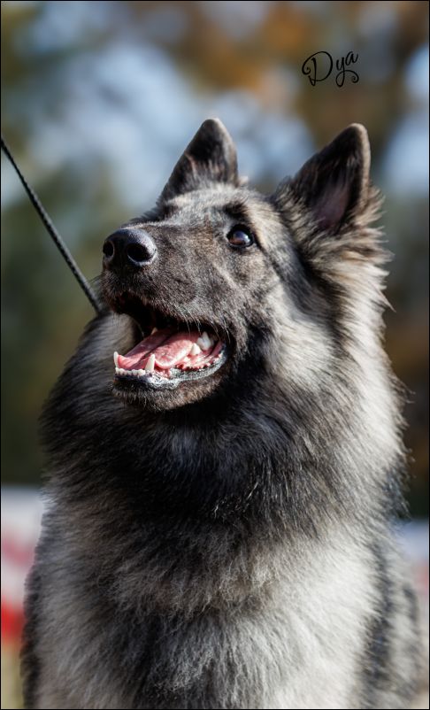 Woody De La Magia D�Assabica EXC 1 CCJ  y MJT.