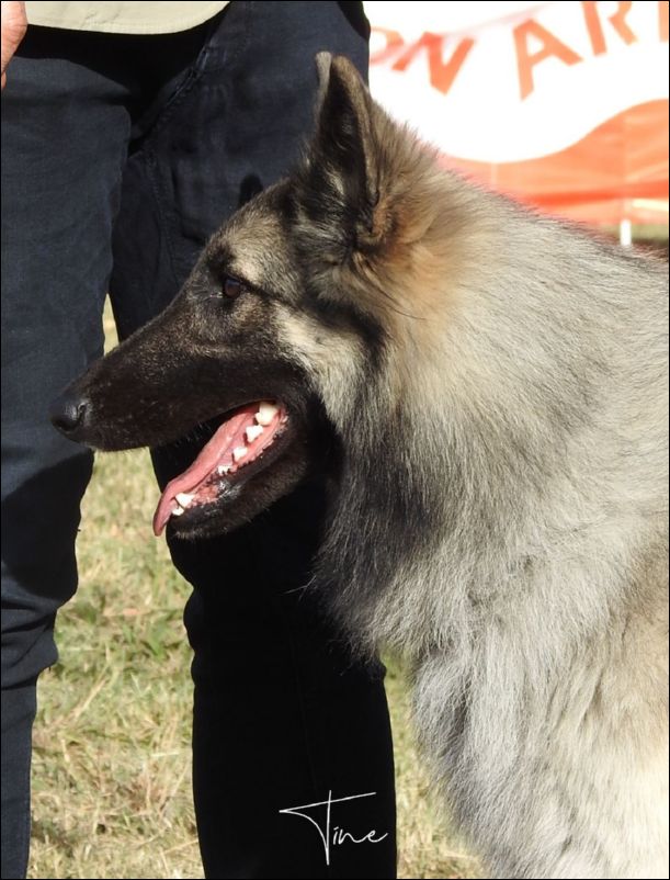 Woody De La Magia D�Assabica EXC 1 CCJ  y MJT.