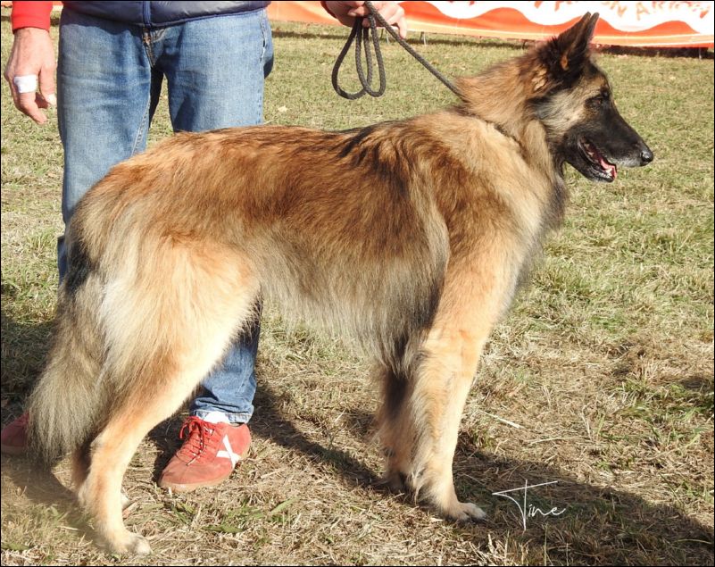 Excalibur EXC1 intermedia machos.