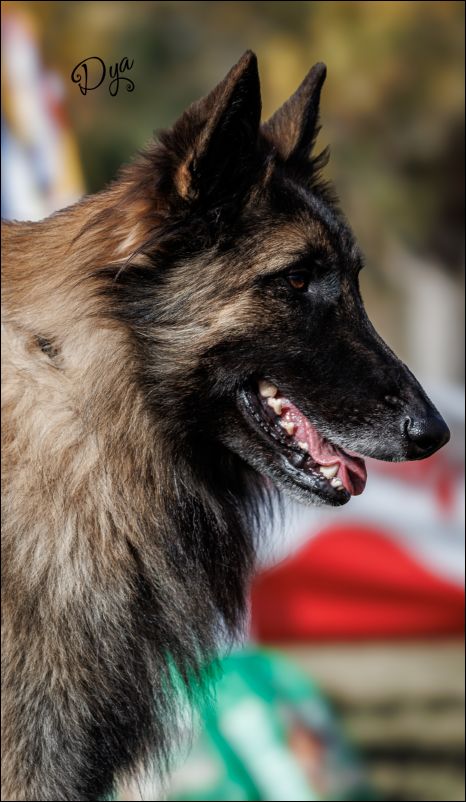 Excalibur EXC1 intermedia machos.