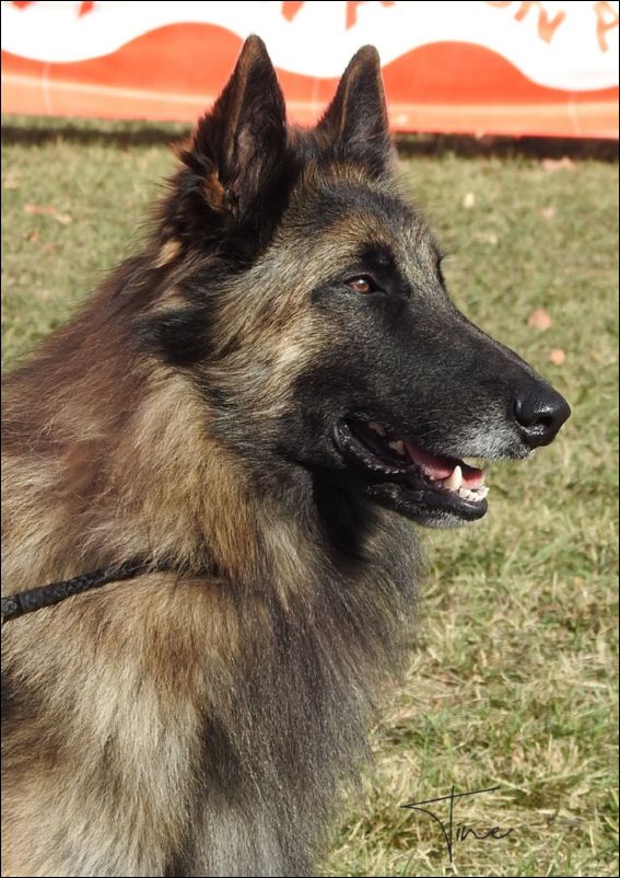 Excalibur EXC1 intermedia machos.