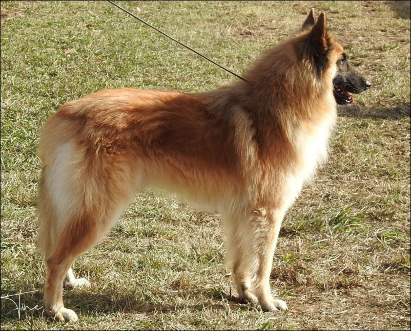 Vako De Fuentenava MB Intermedia machos.