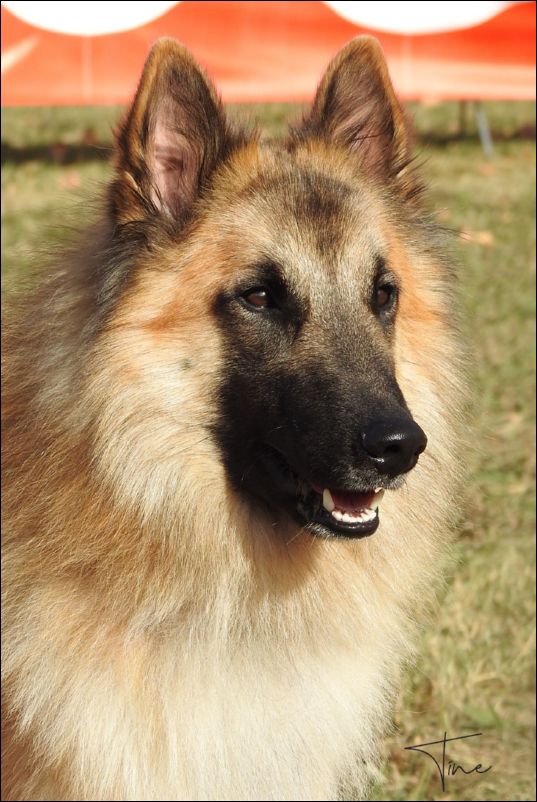 Vako De Fuentenava MB Intermedia machos.