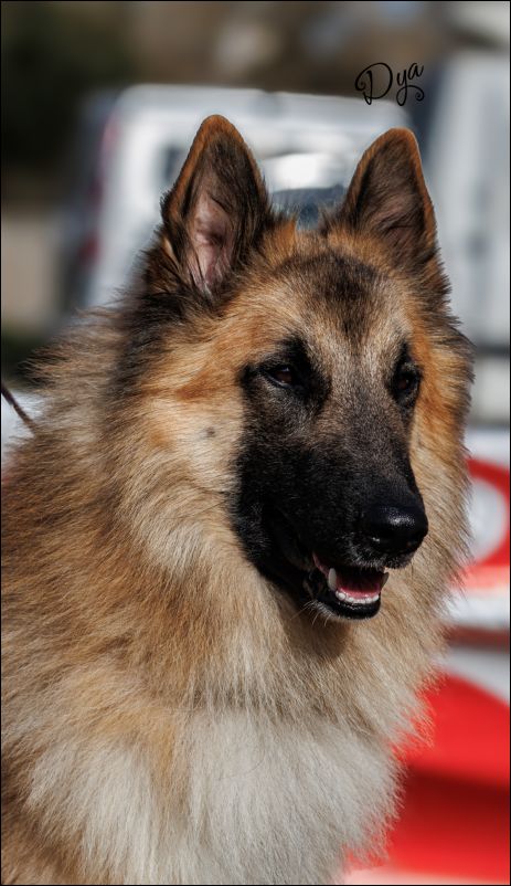 Vako De Fuentenava MB Intermedia machos.