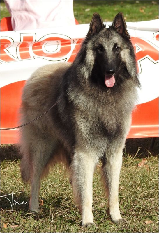 Casyka's Under The Bridge EXC1 CAC abierta machos  MR y BIS.