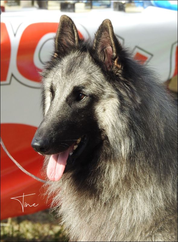 Casyka's Under The Bridge EXC1 CAC abierta machos  MR y BIS.