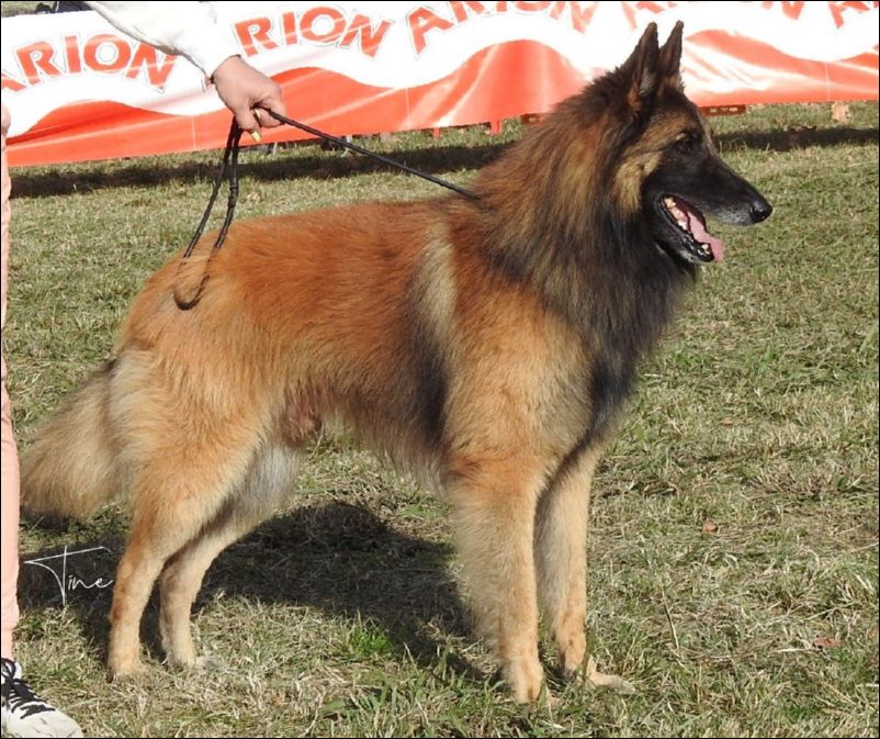 Campe�n de Espa�a Urko De La Canin De As EXC1 campeones machos.