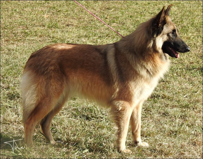 Vendeta De Fuentenava EXC1 CAC abierta hembras.