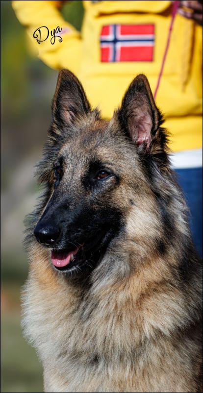 Vendeta De Fuentenava EXC1 CAC abierta hembras