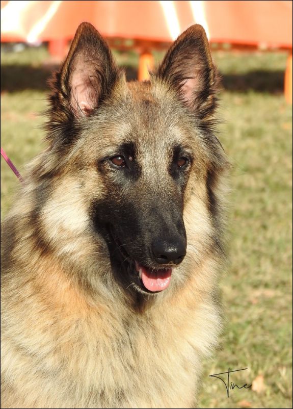 Vendeta De Fuentenava EXC1 CAC abierta hembras