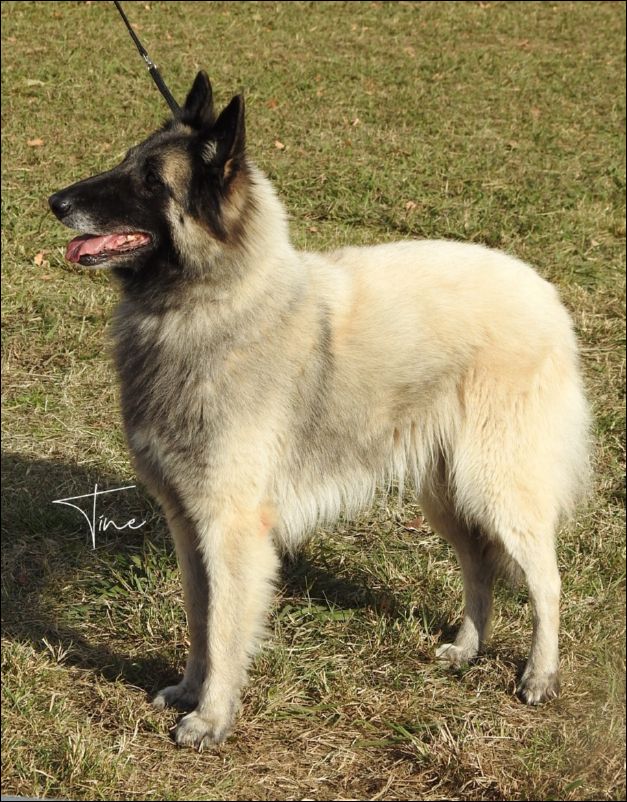 Tara De Panavas EXC4 abierta hembras.