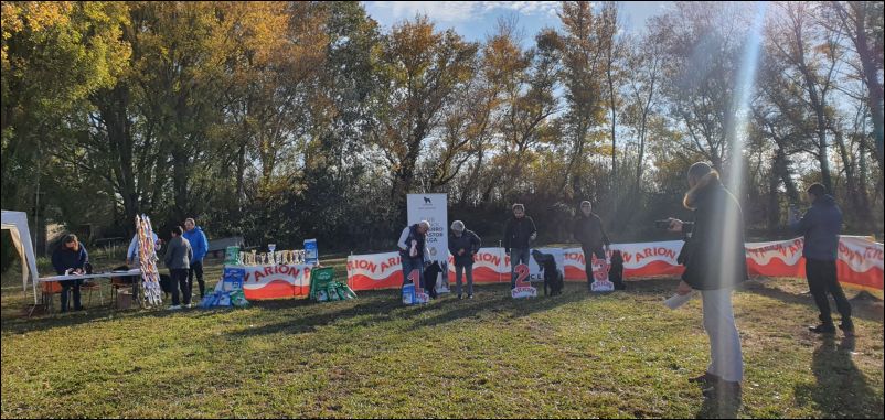 Ring de hembras jovenes groenendael. 