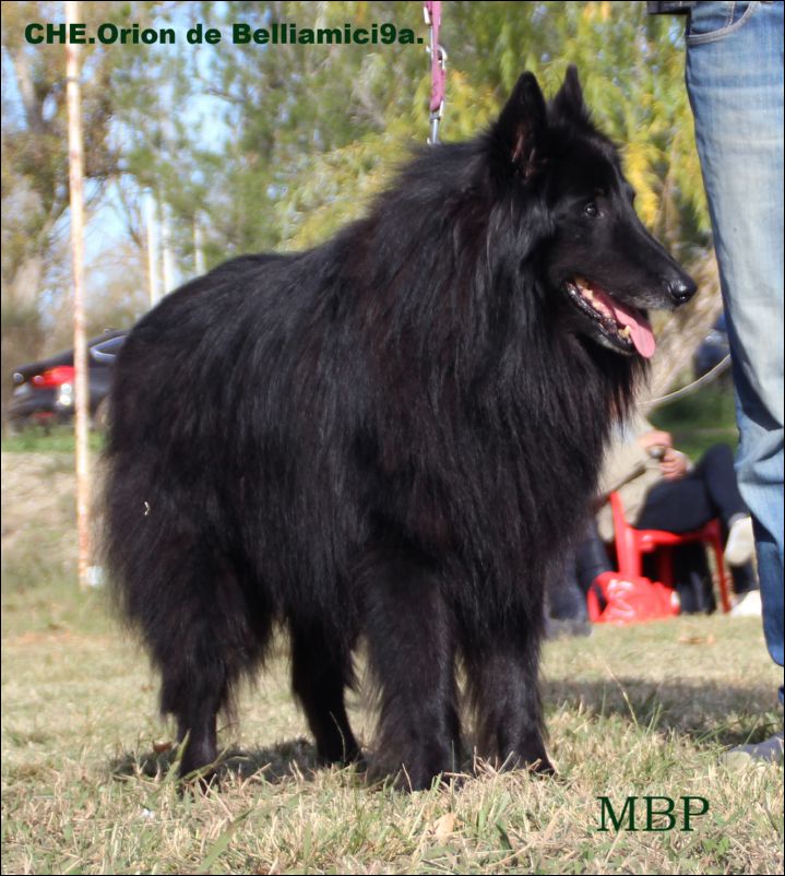 Campe�n Espa�a y del CEPPB Orion De Belliamici EXC1 Veteranos machos y BIS veteranos 