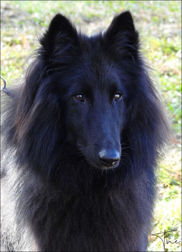 Wakanda De Bengoetxe MB3  jovenes hembras