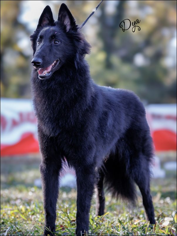 Alhambra-G Del Colle Ombroso MB4 jovenes hembras 