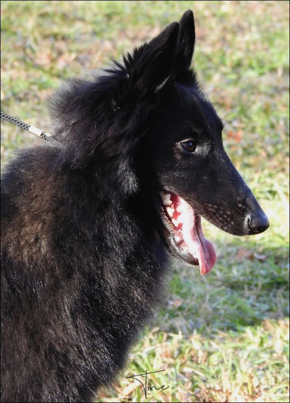 Alhambra-G Del Colle Ombroso MB4 jovenes hembras 