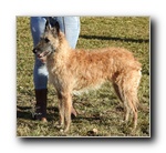 Savannah Sunrise D�Eroudur EXC2 RCAC Abierta hembras. 