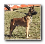 Ahzar�ss Ghost Insuficiente joven machos