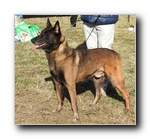 Campe�n Espa�a Txakur-Bai M-Tadeo EXC1 Rappel de CAC campeones machos.