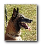 Ahz�r�ss Abby EXC1 abierta hembras.