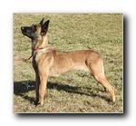 Koko del Rebollar MB2 abierta hembras.