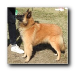 X-Doc De la Canin De As MB2 cachorros machos.