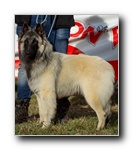 Xula De La Canin De As MB1 cachorros hembras  y BIS cachorros.