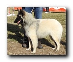 Xula De La Canin De As MB1 cachorros hembras  y BIS cachorros.