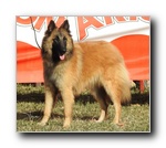 Matyldas Damasco MB2 cachorros hembras.