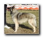 Woody De La Magia D�Assabica EXC 1 CCJ  y MJT.