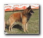 Campe�n de Espa�a Urko De La Canin De As EXC1 campeones machos.